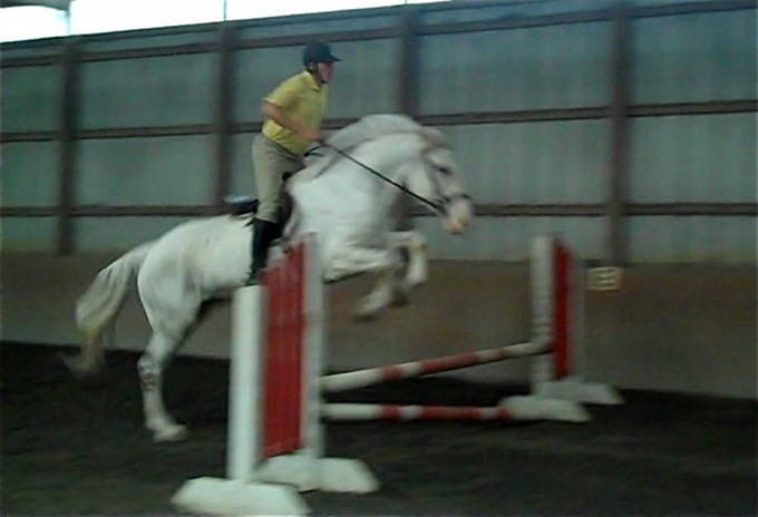 Irish Draught Horse gelding, by O'Leary's Irish Diamond